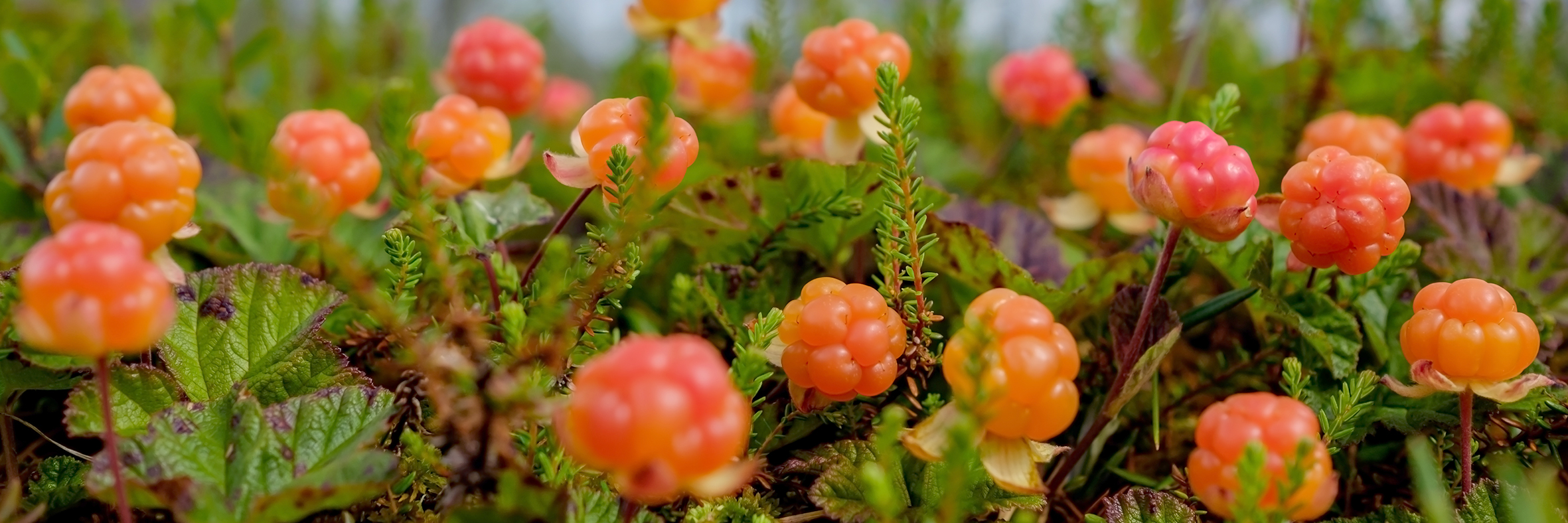 Коллекция Cloudberries